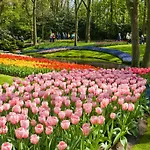 Tulip Centre 3*