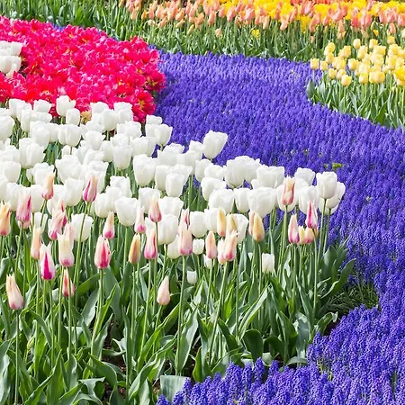 Tulip Centre Otel Leiden