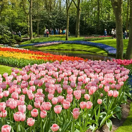 Tulip Centre 3*